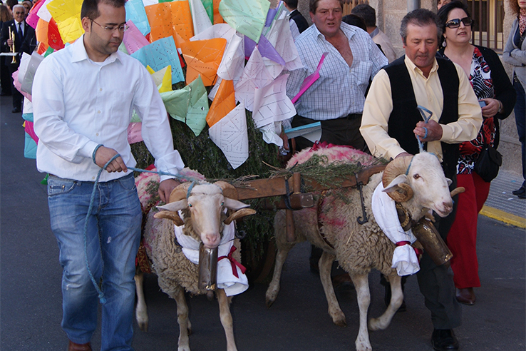 Un carro trainato da due montoni trasporta l'offerta degli abitanti di una frazione durante la festa di Las Mondas, a Talavera de la Reina (Toledo, Castiglia-La Mancia) Un carro trainato da due montoni trasporta l'offerta degli abitanti di una frazione durante la festa di Las Mondas, a Talavera de la Reina (Toledo, Castiglia-La Mancia)