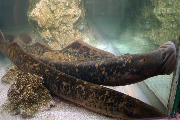 Tanks containing lampreys (a type of blue fish) at the Lamprey Festival in Arbo (Pontevedra, Galicia) Tanks containing lampreys (a type of blue fish) at the Lamprey Festival in Arbo (Pontevedra, Galicia)