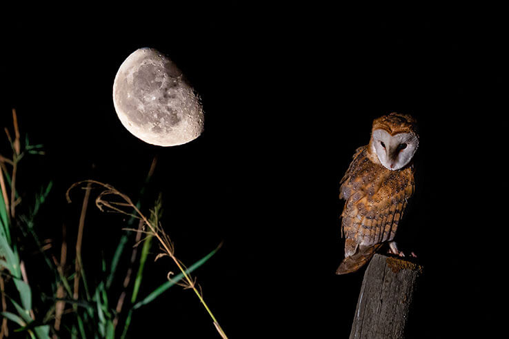夜のメンフクロウ 夜のメンフクロウ