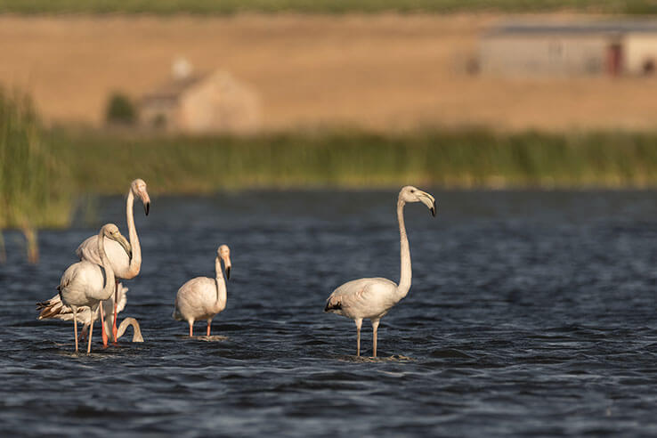 Flamants Flamants