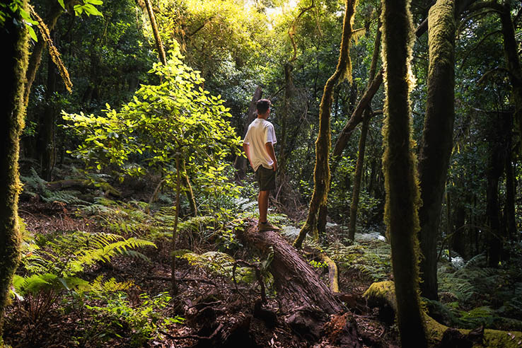 Garajonay National Park Garajonay National Park