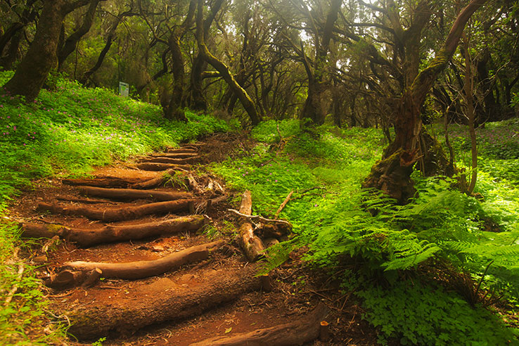 Sendero con troncos que atraviesa el parque Sendero con troncos que atraviesa el parque
