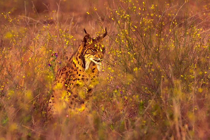 Iberian lynx at the Doñana National Park Iberian lynx at the Doñana National Park