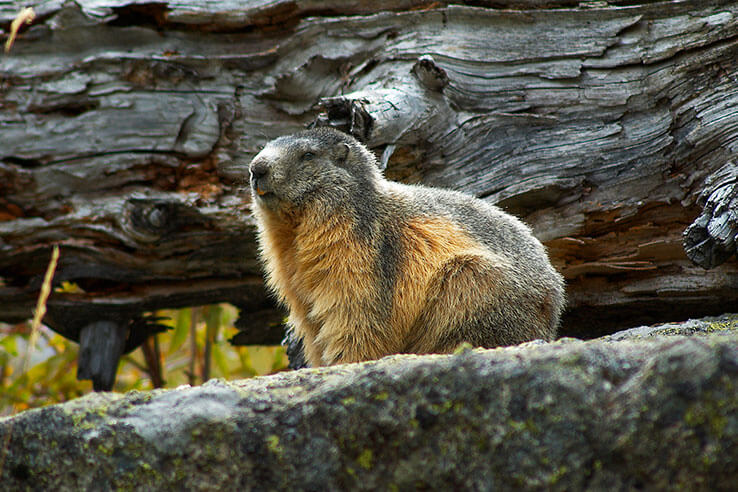 Fauna Parku Narodowego Aigüestortes i Estany de Sant Maurici Fauna Parku Narodowego Aigüestortes i Estany de Sant Maurici
