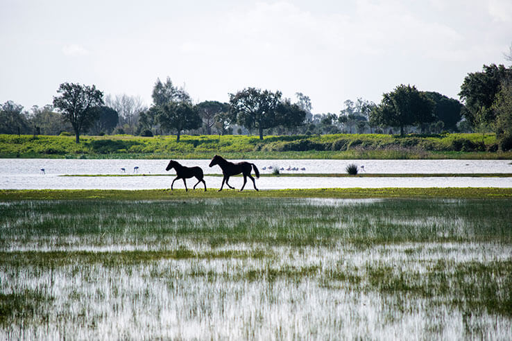 湿地の河岸のほとりを速歩で駆ける馬 湿地の河岸のほとりを速歩で駆ける馬