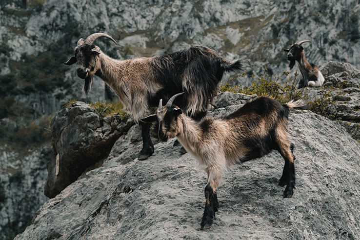 Goats in the Picos de Europa Goats in the Picos de Europa
