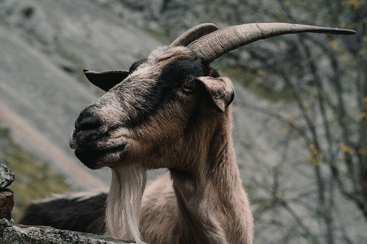 A goat posing for the camera A goat posing for the camera
