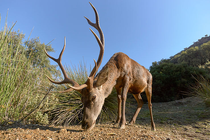 Deer in the Sierra de las Nieves National Park, Málaga Deer in the Sierra de las Nieves National Park, Málaga