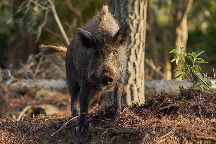 Wild boar in the Sierra de las Nieves National Park, Málaga Wild boar in the Sierra de las Nieves National Park, Málaga