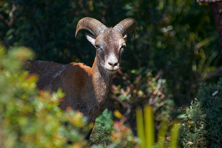 Fauna in the Sierra de las Nieves National Park, Málaga Fauna in the Sierra de las Nieves National Park, Málaga