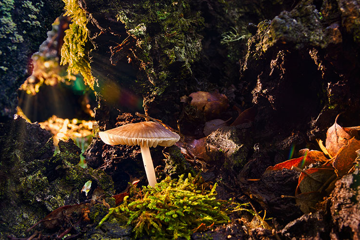 Mushrooms in the Sierra de las Nieves National Park, Málaga Mushrooms in the Sierra de las Nieves National Park, Málaga