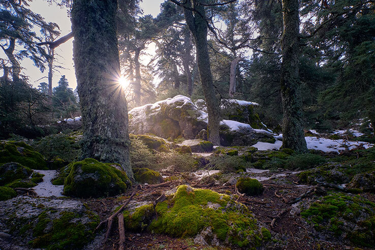 Spanish Fir Forest in the Sierra de las Nieves National Park, Málaga Spanish Fir Forest in the Sierra de las Nieves National Park, Málaga