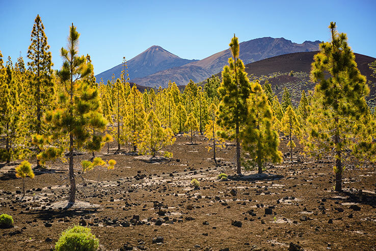 Bosco di pini si estende fino alla cima del Teide Bosco di pini si estende fino alla cima del Teide