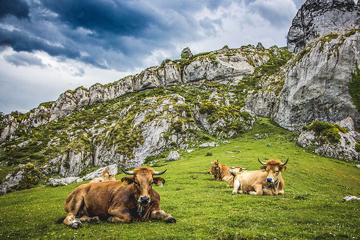 Cows grazing Cows grazing