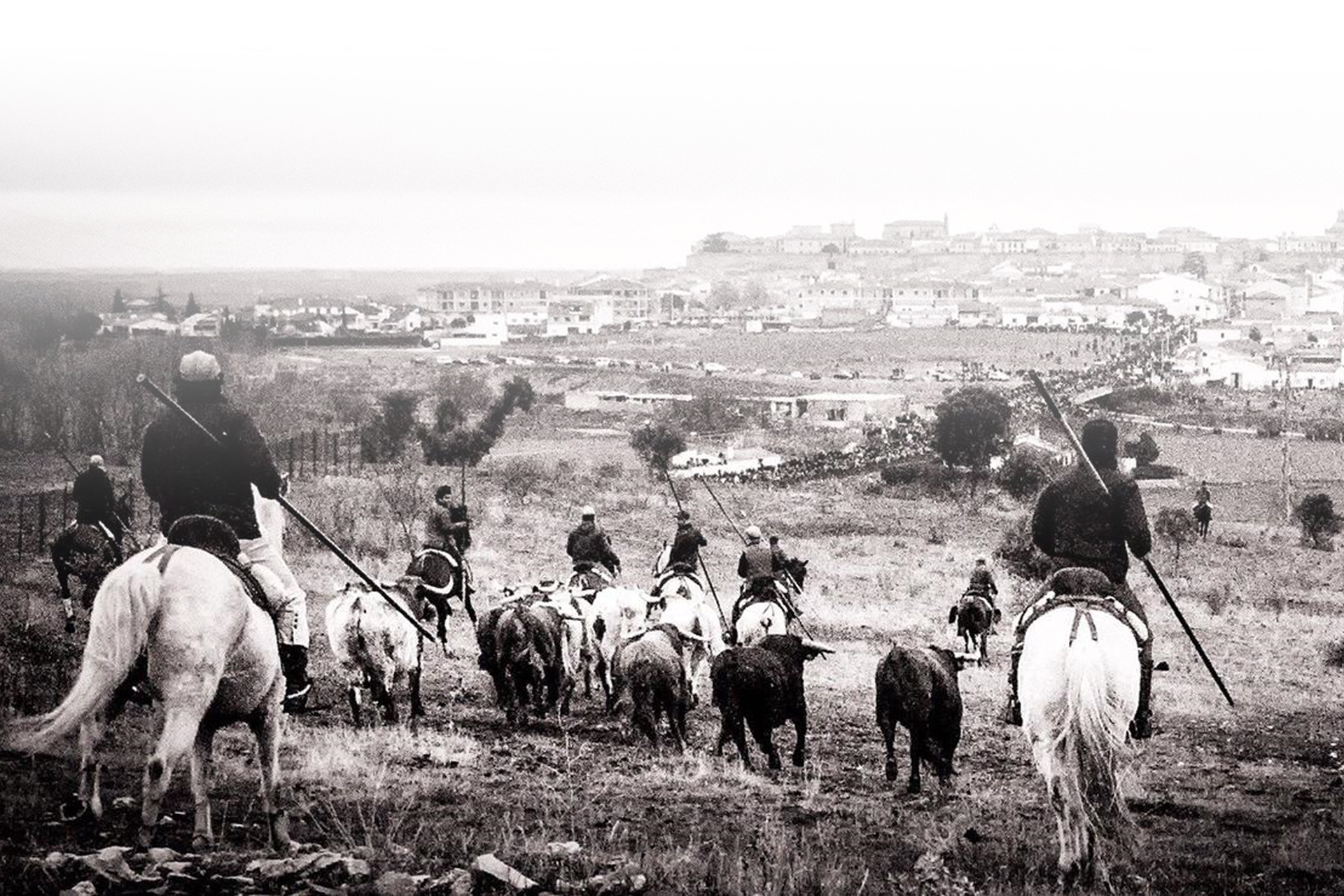 Lâcher de taureaux avec cheval lors du Carnaval del Toro de Ciudad Rodrigo (province de Salamanque, Castille-et-León) Lâcher de taureaux avec cheval lors du Carnaval del Toro de Ciudad Rodrigo (province de Salamanque, Castille-et-León)