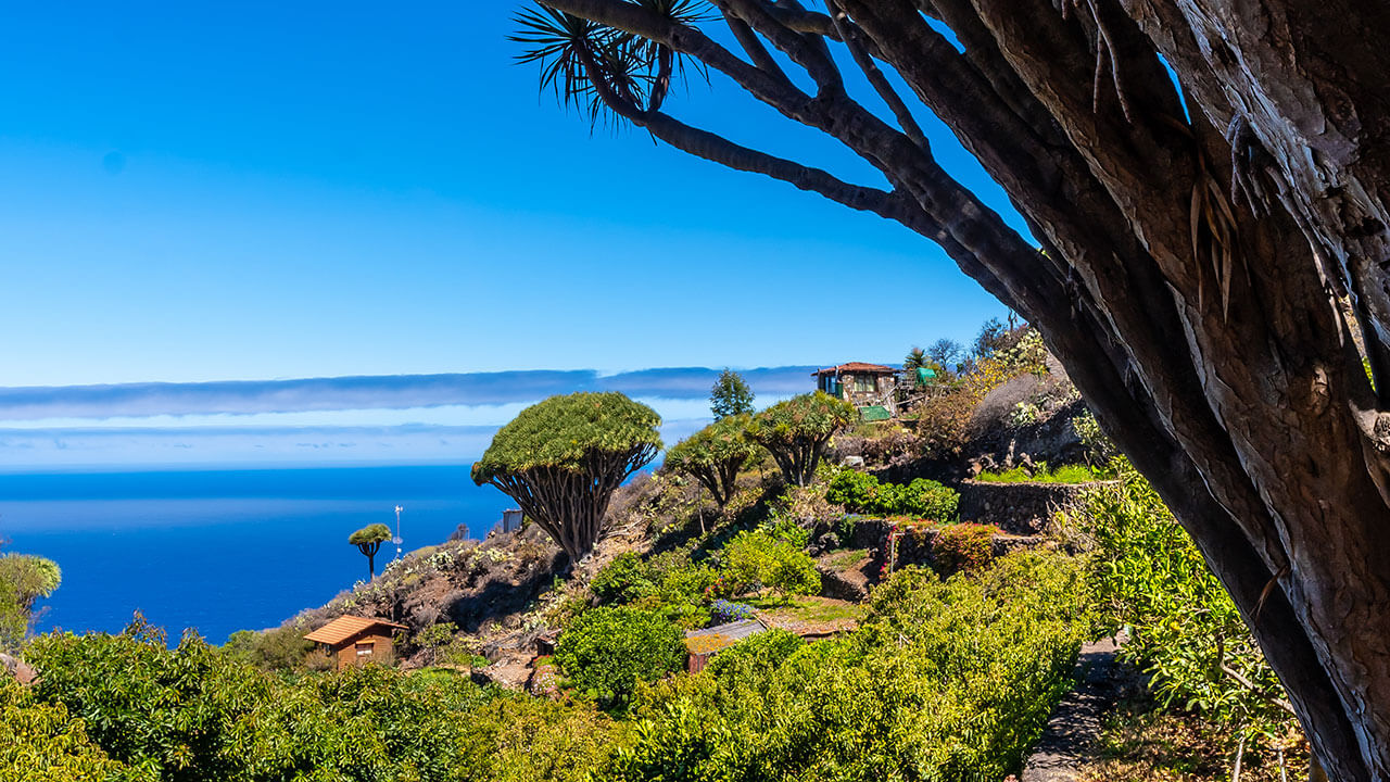 Sendero de las Tricias en Garafía, isla de La Palma Sendero de las Tricias en Garafía, isla de La Palma