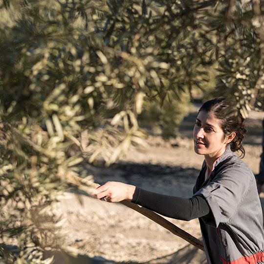 Raccolta delle olive in Spagna, in un campo in Andalusia