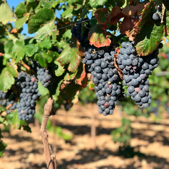 Rebsorte Garnacha tintorera