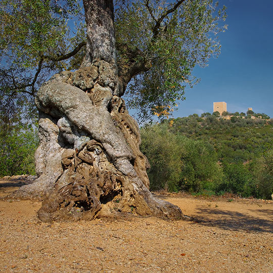 Un ulivo millenario e, sullo sfondo, il Castello di Ulldecona, Catalogna