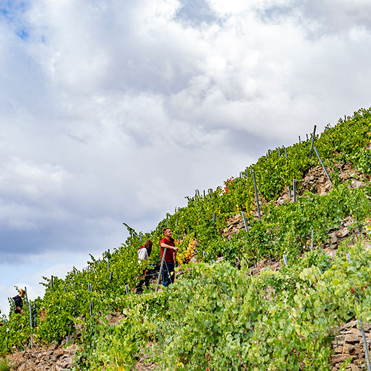 Weinlese in der Ribeira Sacra