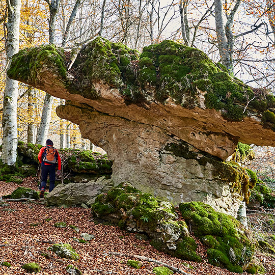 The Enchanted Forest in Urbasa-Andía Nature Reserve, Navarre