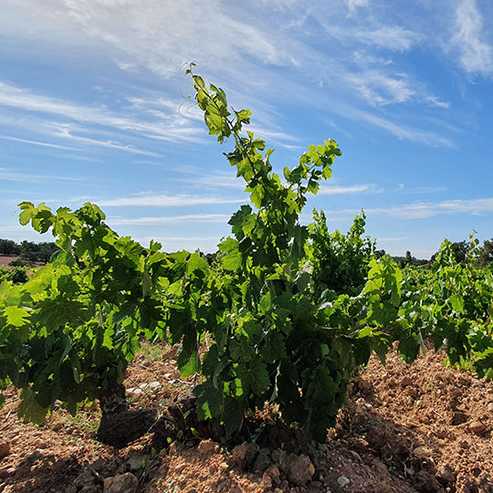 Vignoble sur la route du vin d’Arribes