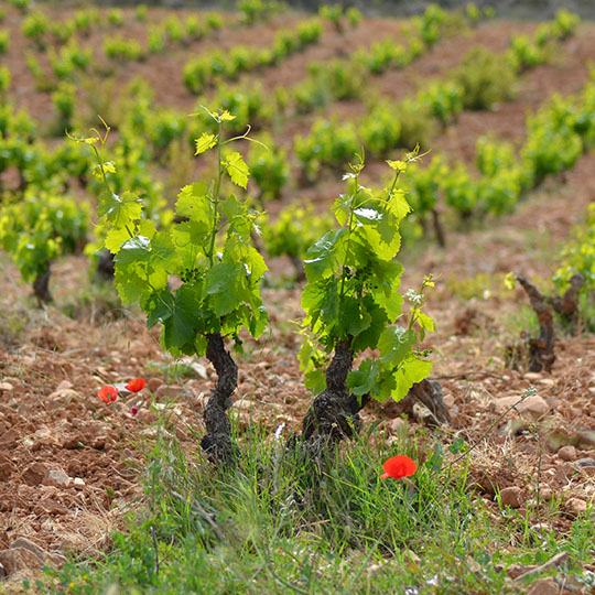 Vignobles de la route du vin de Calatayud