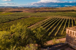 Vigneto. Itinerario della Garnacha. Saragozza.