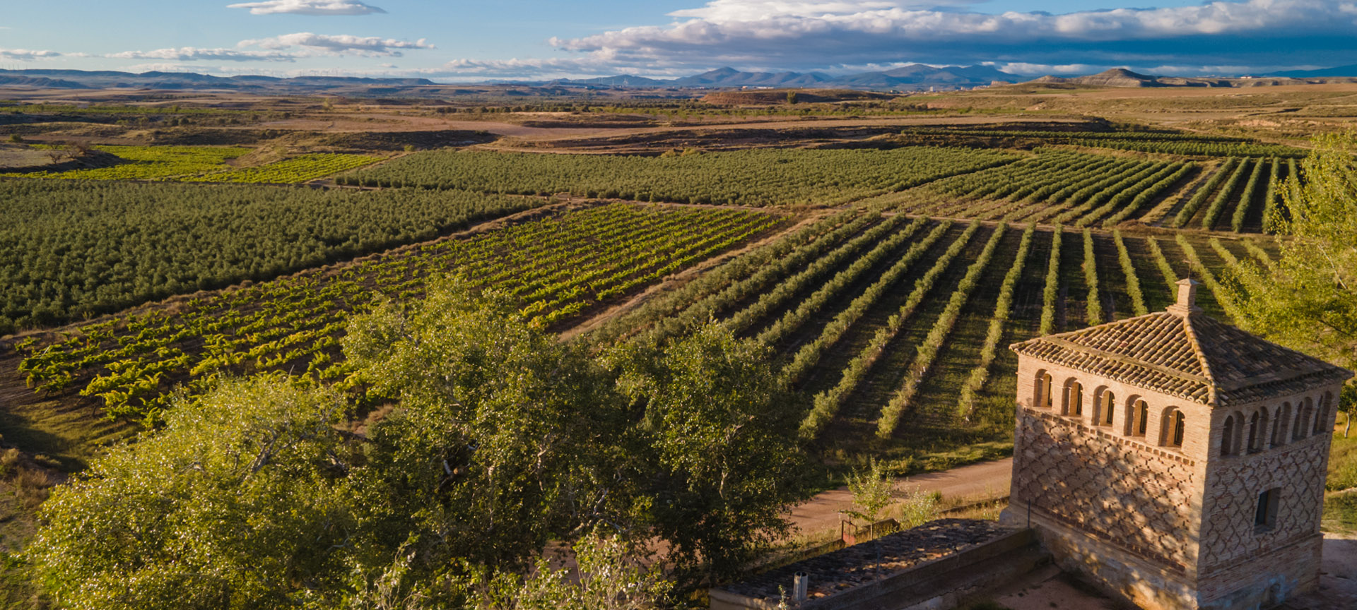 Vineyard. La Garnacha route. Zaragoza.