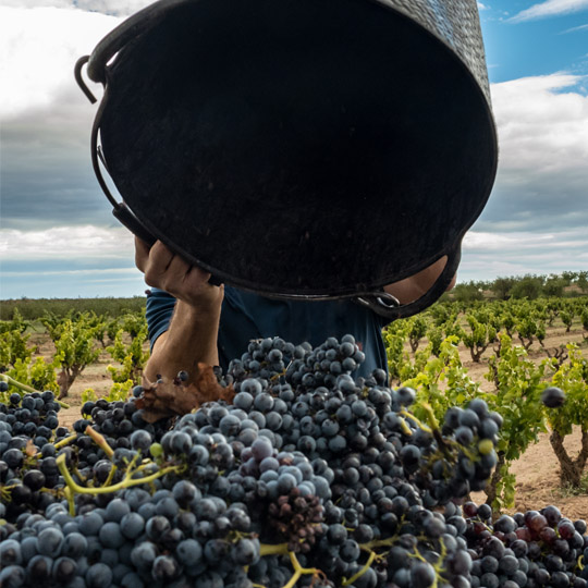 The wine harvest. La Garnacha wine route. Zaragoza.