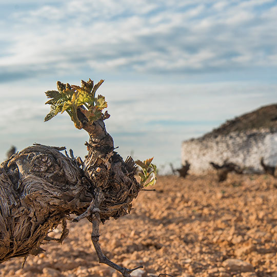 Vigneti sull'itinerario enoturistico della Mancha