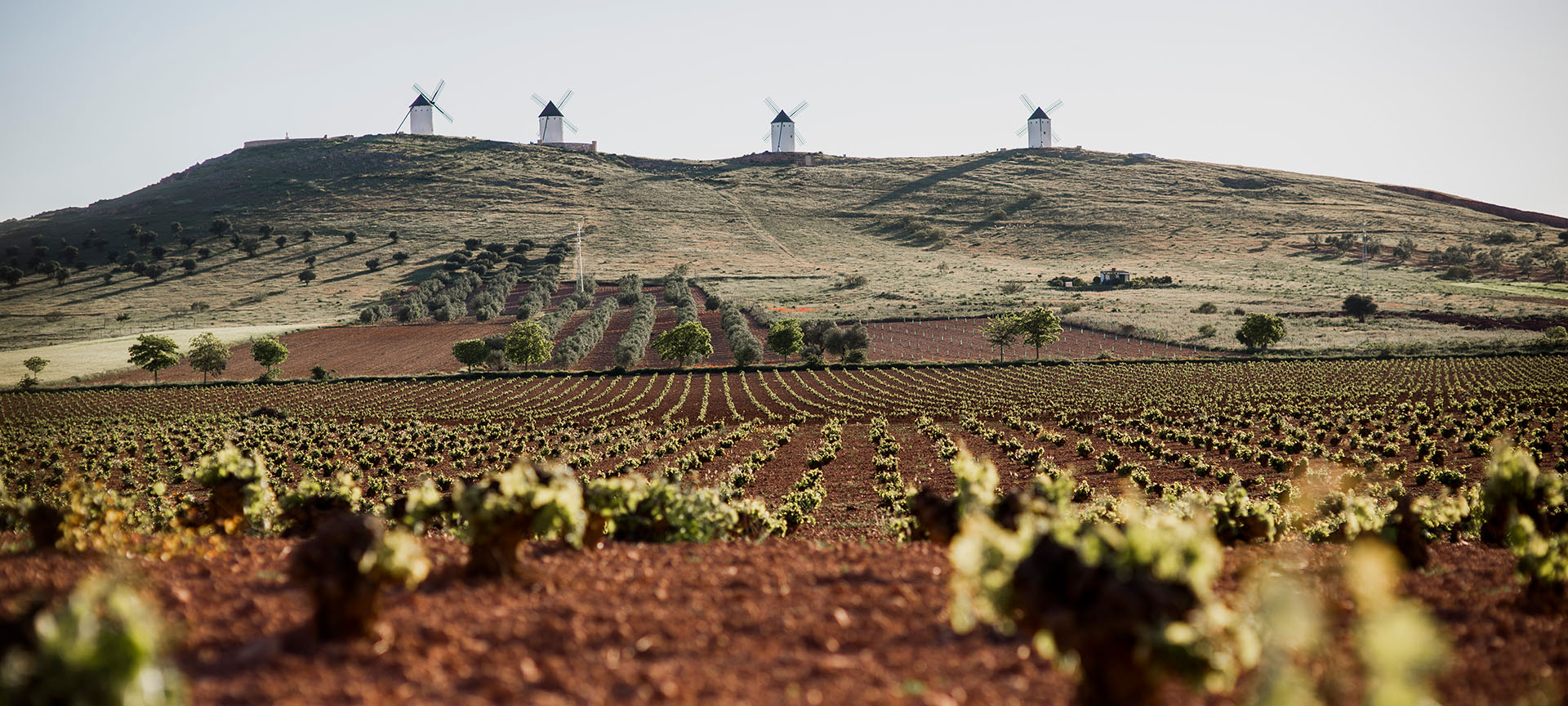 Weinberge an der Weinstraße von La Mancha