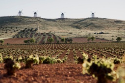 Vineyard on the La Mancha wine route