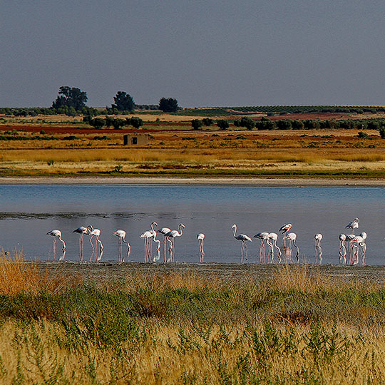 Laguna con fenicotteri sull’itinerario enoturistico della Mancia