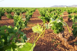 Vigneti dell'itinerario enoturistico di Valdepeñas