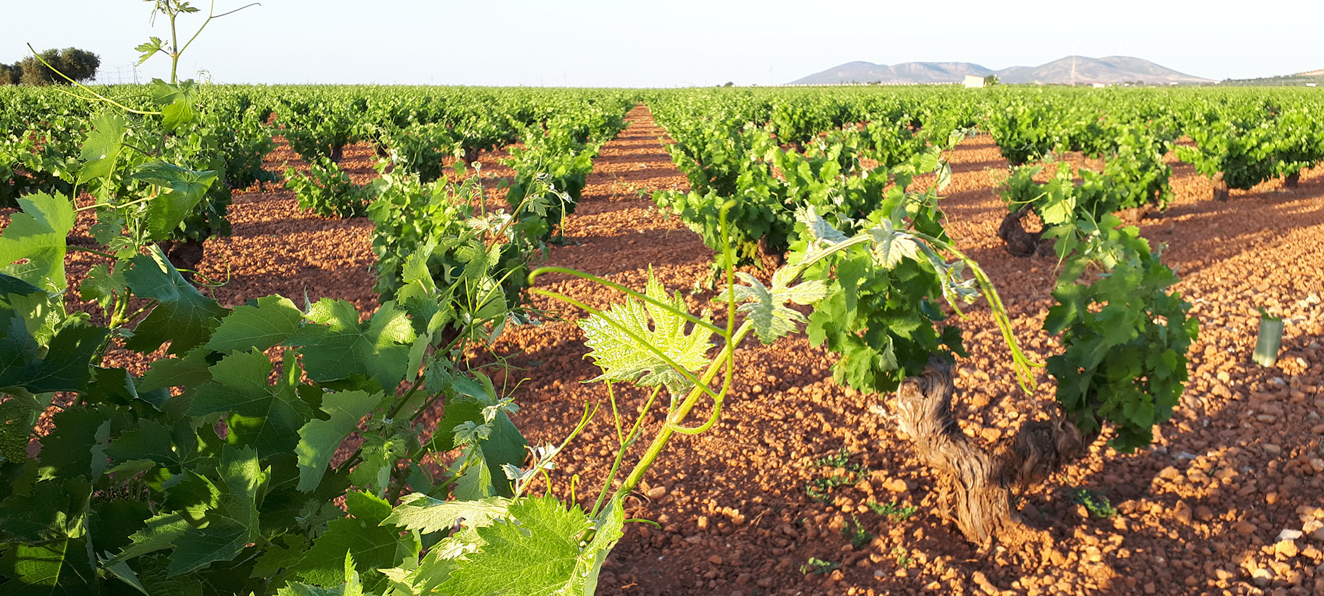 Vigneti dell'itinerario enoturistico di Valdepeñas