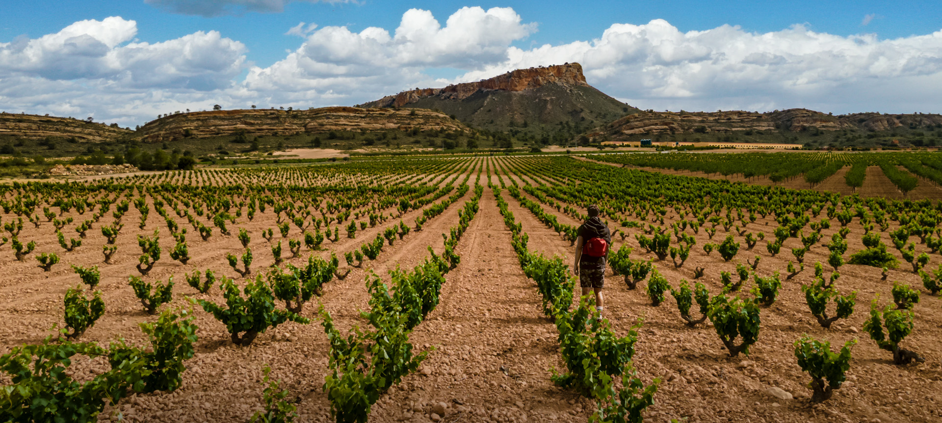 Weinberg. Weinstraße von Jumilla. Murcia