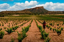 Vigneto. Itinerario enoturistico di Jumilla. Murcia