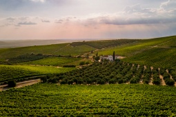Vinhedos na região de Montilla-Moriles, Andaluzia