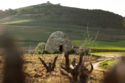«Guardaviñas». Itinerario enoturistico della Ribera del Duero