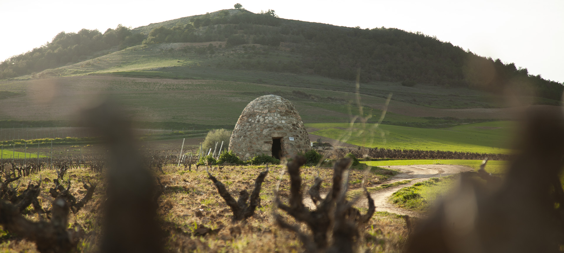 «Guardaviñas». Itinerario enoturistico della Ribera del Duero