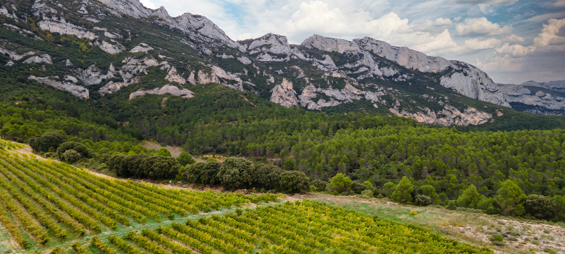 Paesaggio dell'itinerario enoturistico della Rioja Alavesa