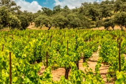 Itinerario enoturistico Ronda e Malaga