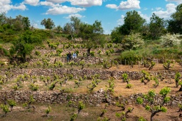 Vigneto. Itinerario enoturistico Sierra De Francia