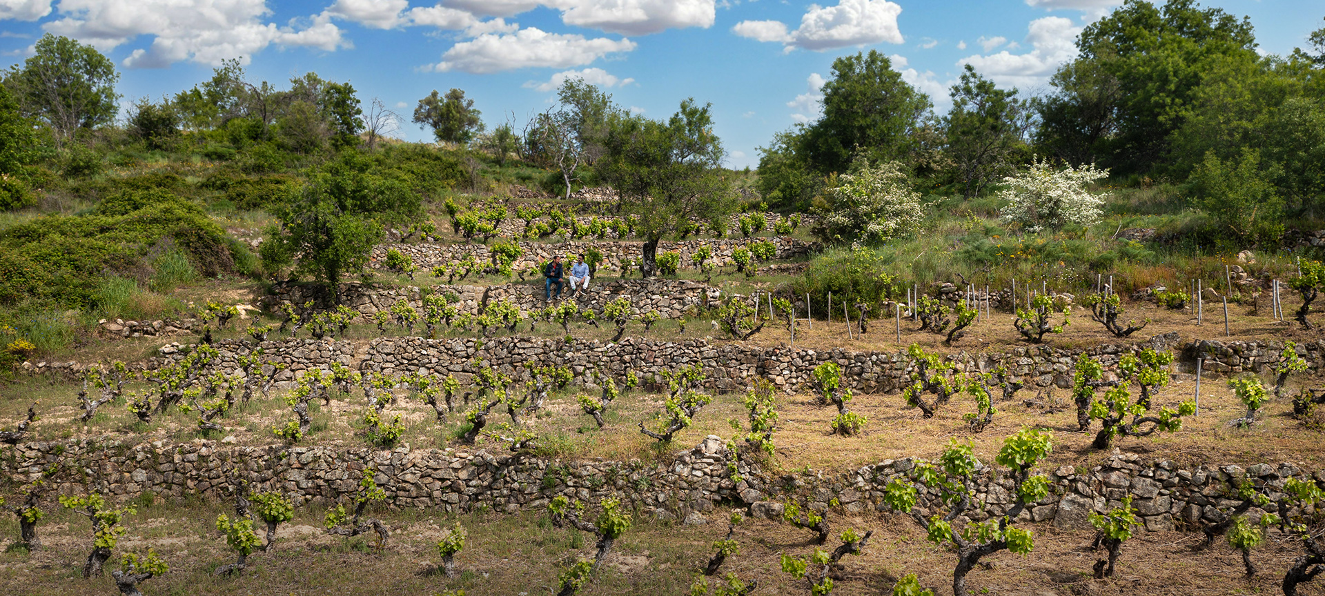 Vignoble. Route des vins de la Sierra de Francia