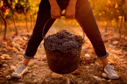 Vendemmia. Itinerario enoturistico del Somontano