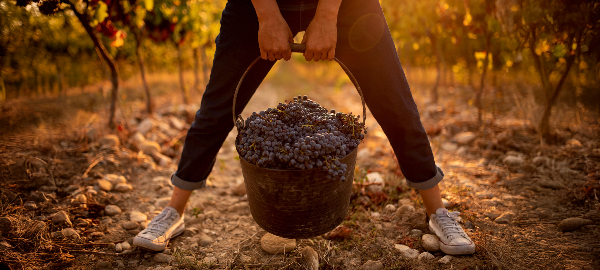 Vendanges. Route du vin Somontano