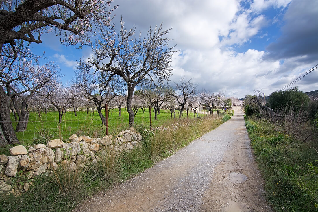 Almendros en flor en Mallorca Almendros en flor en Mallorca
