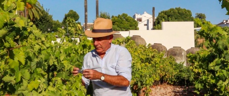 Agricoltore che cura i vigneti nella località di Lucena a Cordova, Andalusia Agricoltore che cura i vigneti nella località di Lucena a Cordova, Andalusia