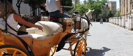Horse and carriage Horse and carriage